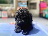 Mukemmel Tüy Yapisina Sahip Black Toy Poodle Yavrumuz