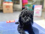 Mukemmel Tüy Yapisina Sahip Black Toy Poodle Yavrumuz