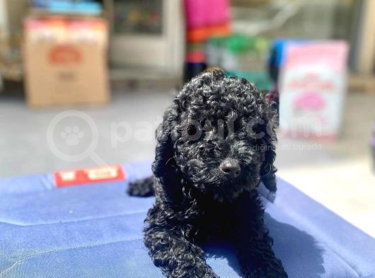 Mukemmel Tüy Yapisina Sahip Black Toy Poodle Yavrumuz görsel