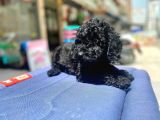 Mukemmel Tüy Yapisina Sahip Black Toy Poodle Yavrumuz