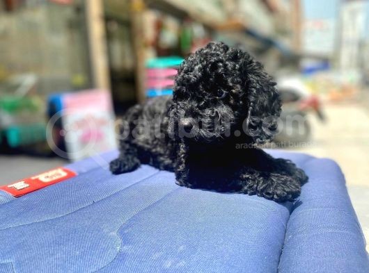Mukemmel Tüy Yapisina Sahip Black Toy Poodle Yavrumuz görsel