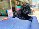 Mukemmel Tüy Yapisina Sahip Black Toy Poodle Yavrumuz