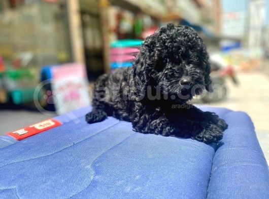 Mukemmel Tüy Yapisina Sahip Black Toy Poodle Yavrumuz görsel