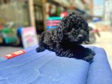 Mukemmel Tüy Yapisina Sahip Black Toy Poodle Yavrumuz