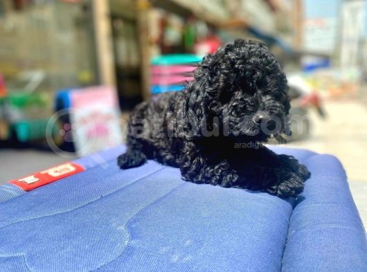 Mukemmel Tüy Yapisina Sahip Black Toy Poodle Yavrumuz görsel