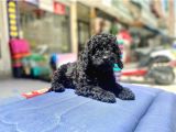 Mukemmel Tüy Yapisina Sahip Black Toy Poodle Yavrumuz