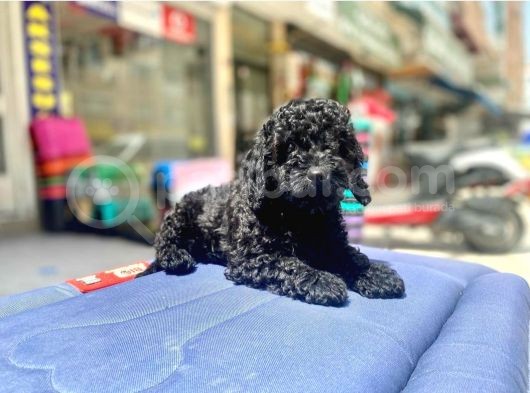 Mukemmel Tüy Yapisina Sahip Black Toy Poodle Yavrumuz görsel