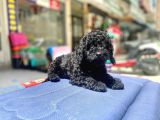 Mukemmel Tüy Yapisina Sahip Black Toy Poodle Yavrumuz