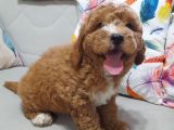 Irkinin En İyi̇leri̇nden Bi̇rbi̇ri̇nden Güzel Toy Poodle Bebeklerim
