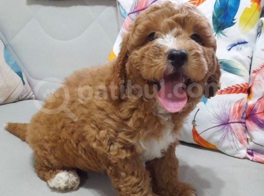 Irkinin En İyi̇leri̇nden Bi̇rbi̇ri̇nden Güzel Toy Poodle Bebeklerim görsel
