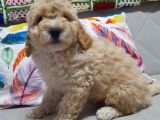 Irkinin en İyi̇leri̇nden Bi̇rbi̇ri̇nden Güzel Toy Poodle Bebeklerim