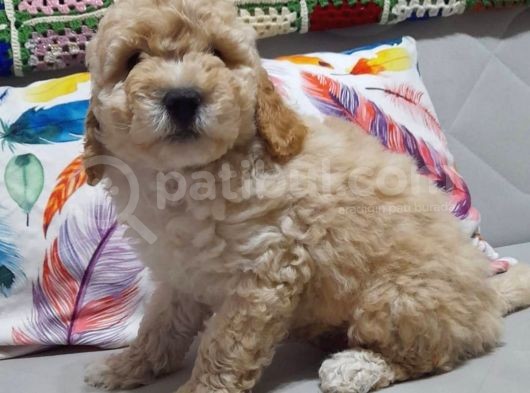 Irkinin En İyi̇leri̇nden Bi̇rbi̇ri̇nden Güzel Toy Poodle Bebeklerim