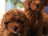 Saglik Garanti̇li̇ Red Toy Poodle Bebeklerimiz