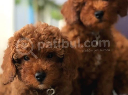 Saglik Garanti̇li̇ Red Toy Poodle Bebeklerimiz görsel