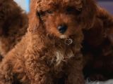 Saglik Garanti̇li̇ Red Toy Poodle Bebeklerimiz