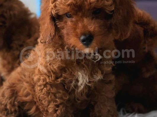 Saglik Garanti̇li̇ Red Toy Poodle Bebeklerimiz görsel