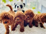 Saglik Garanti̇li̇ Red Toy Poodle Bebeklerimiz