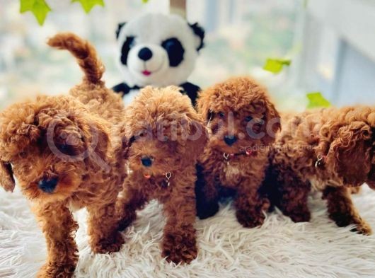 Saglik Garanti̇li̇ Red Toy Poodle Bebeklerimiz
