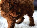 Red Brown Toy Poodle Yavrularımız