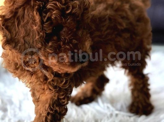 Red Brown Toy Poodle Yavrularımız görsel
