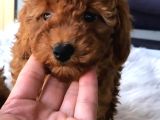 Red Brown Toy Poodle Yavrularımız