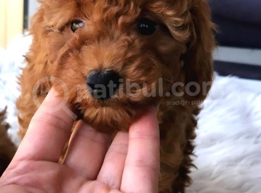 Red Brown Toy Poodle Yavrularımız görsel