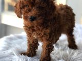 Red Brown Toy Poodle Yavrularımız