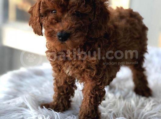 Red Brown Toy Poodle Yavrularımız görsel