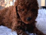 Red Brown Toy Poodle Yavrularımız