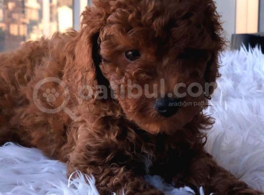 Red Brown Toy Poodle Yavrularımız