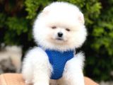 Safkan Pomeranian Teddy Face Yavrular