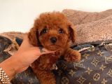 Safkan Toy Poddle