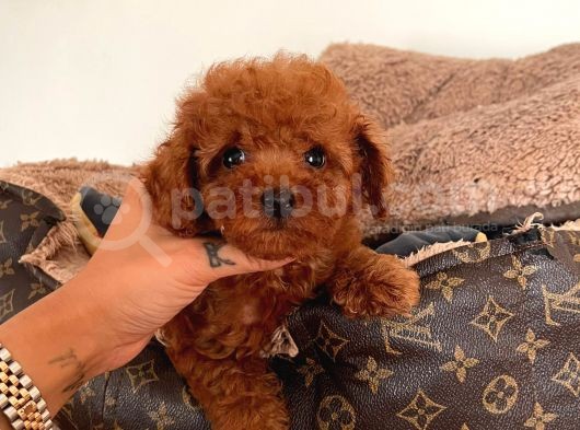 Safkan Toy Poddle görsel