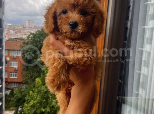 Mi̇nyatür Ve Toy Poodle Yavrular görsel