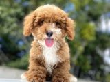 Red Orji̇nal Malti̇poo Bebekler