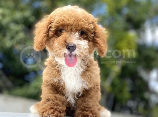 Red Orji̇nal Malti̇poo Bebekler görsel