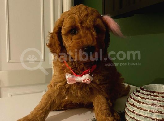 Irk Ve Sağlik Garanti̇li̇ Poodle Yavrular görsel