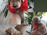 Karamelll Toypoodle’in Bebekleri̇i̇i̇