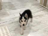 2 Aylik Alfa Orji̇nal Husky Yavru