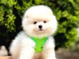 Safkan Pomeranian Teddy Face Yavrular