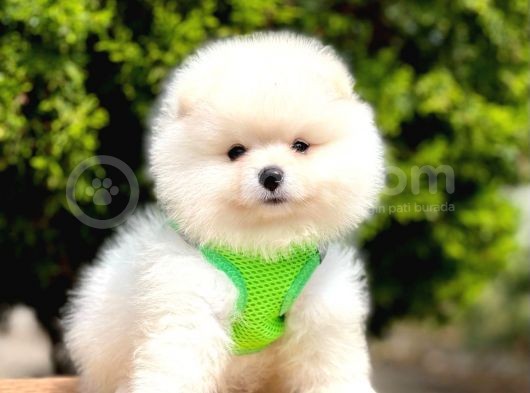 Safkan Pomeranian Teddy Face Yavrular görsel