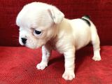 French Bulldog Yavrularımız Yeni Ailesini Bekliyor