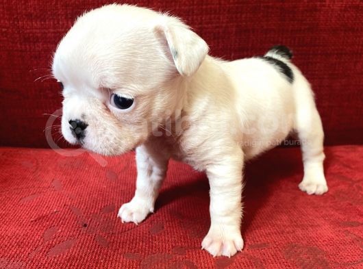 French Bulldog Yavrularımız Yeni Ailesini Bekliyor görsel
