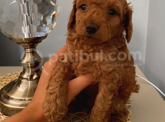 Ev Ortaminda Doğan Poodle Bebekler görsel