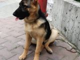 Alman Kurdu K9 Aile Köpeği