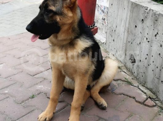 Alman Kurdu K9 Aile Köpeği görsel