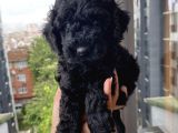 Mi̇nyatür Ve Toy Poodle Yavrular