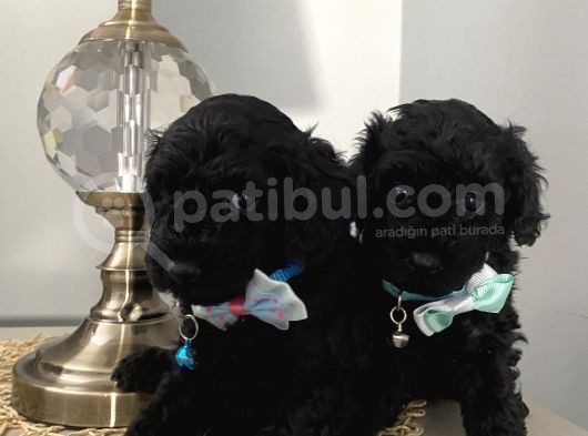 Muhteşem Black Bebi̇şler