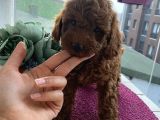 Karamelll Toypoodle’in Bebekleri̇i̇i̇