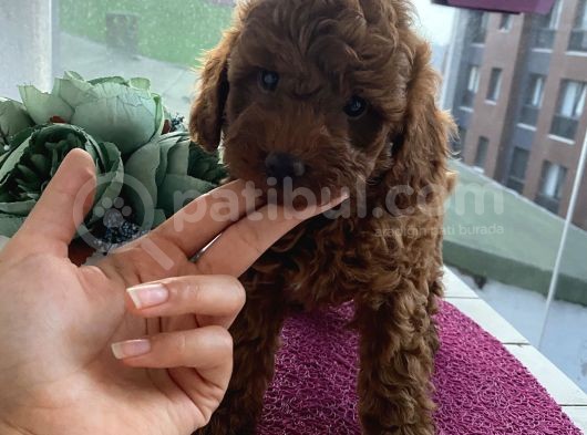 Karamelll Toypoodle’in Bebekleri̇i̇i̇ görsel